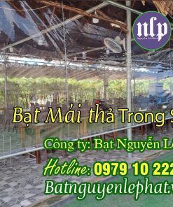 Bạt che nắng trong suốt